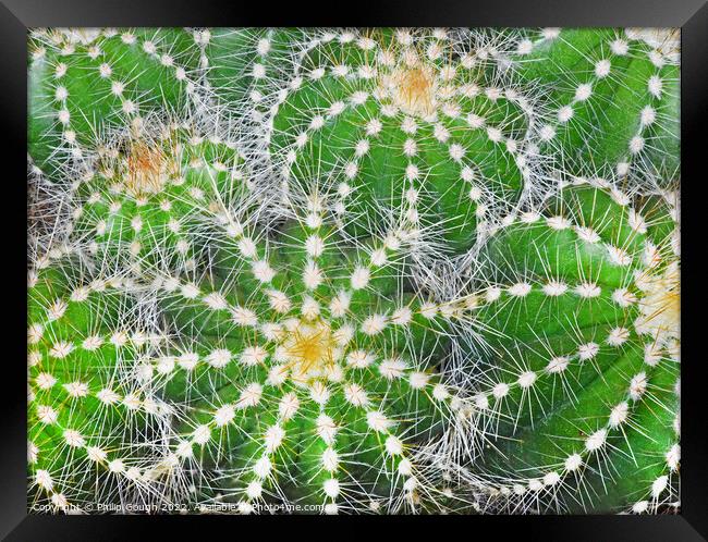 Cacti Pattern Framed Print by Philip Gough