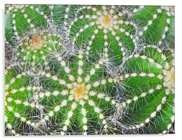 Cacti Pattern Acrylic by Philip Gough