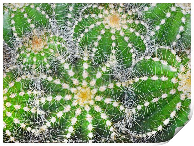 Cacti Pattern Print by Philip Gough