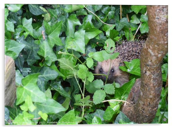 Hedgehog In The Garden Acrylic by Philip Gough