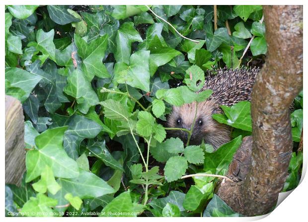 Hedgehog In The Garden Print by Philip Gough