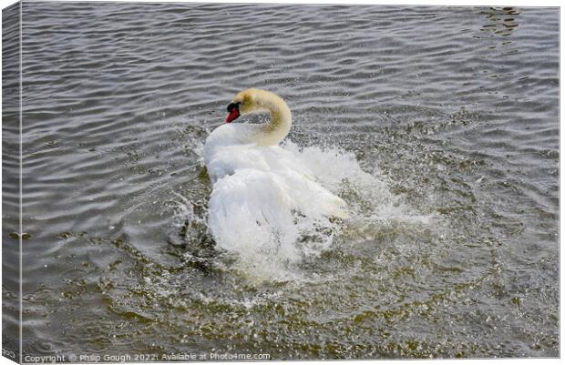 Swan flapping its wings on a lake Canvas Print by Philip Gough