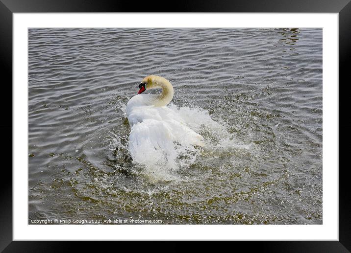 Swan flapping its wings on a lake Framed Mounted Print by Philip Gough