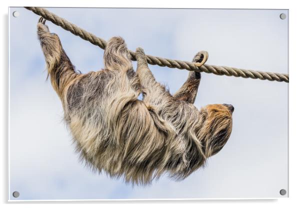Two-toed sloth moving down a rope Acrylic by Jason Wells