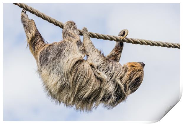 Two-toed sloth moving down a rope Print by Jason Wells