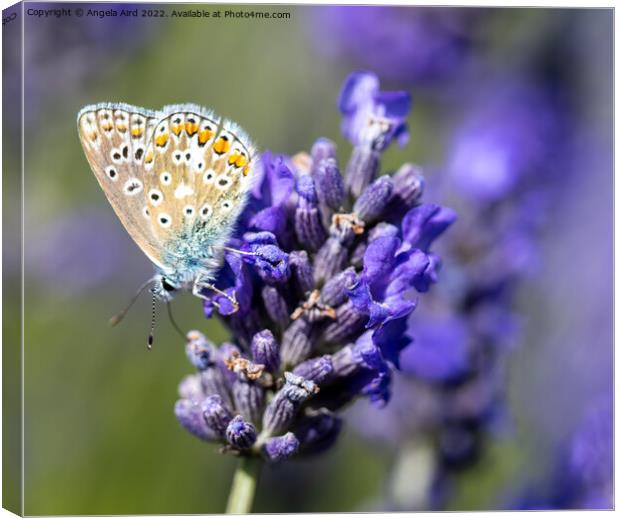 Common Blue Butterfly. Canvas Print by Angela Aird