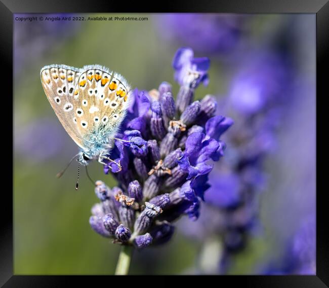 Common Blue Butterfly. Framed Print by Angela Aird