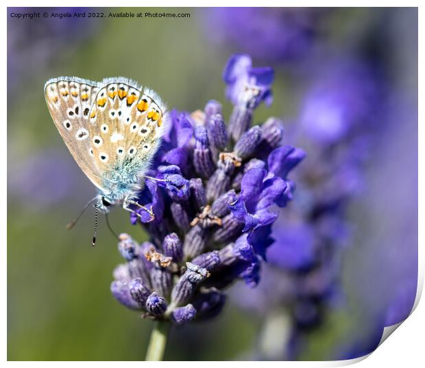 Common Blue Butterfly. Print by Angela Aird
