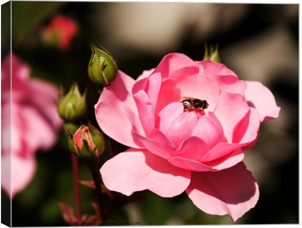 Fly on Pink Rose Canvas Print by Sally Wallis