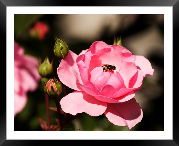 Fly on Pink Rose Framed Mounted Print by Sally Wallis