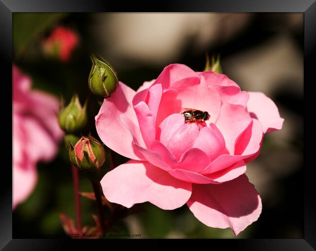 Fly on Pink Rose Framed Print by Sally Wallis