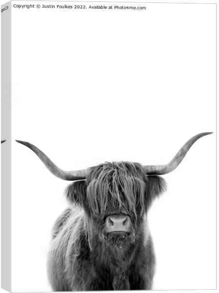 The Highland cow Canvas Print by Justin Foulkes