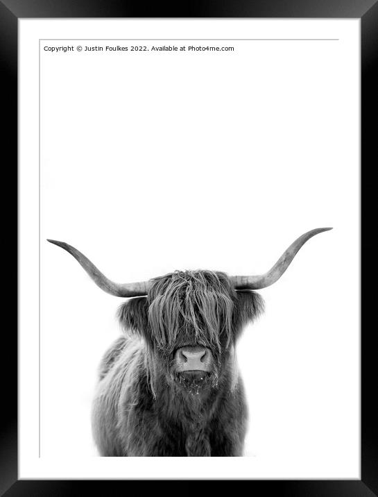 The Highland cow Framed Mounted Print by Justin Foulkes