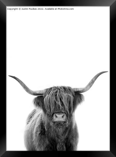 The Highland cow Framed Print by Justin Foulkes