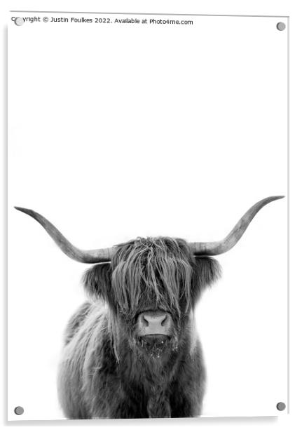 The Highland cow Acrylic by Justin Foulkes