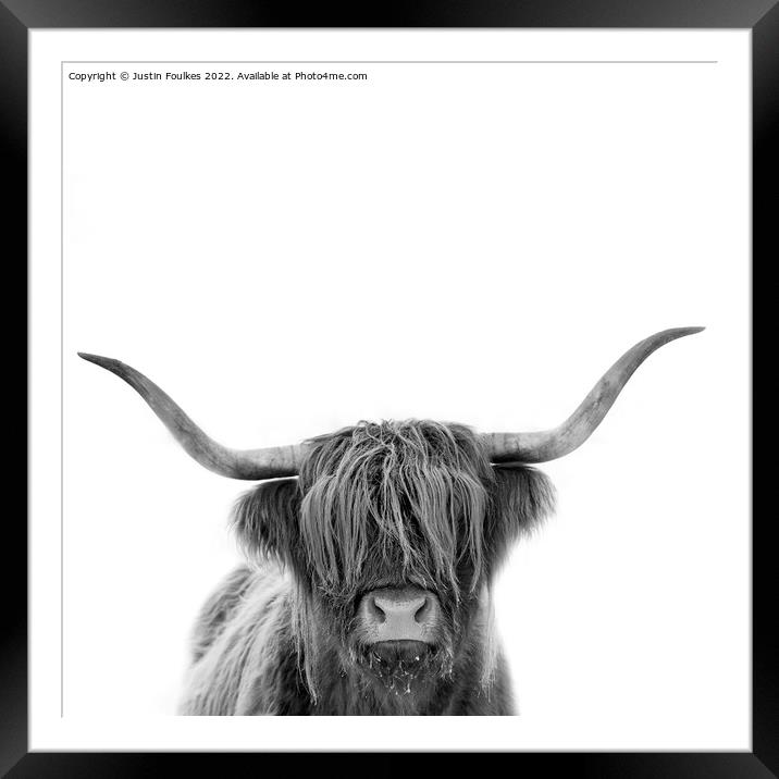 Highland cow in black and white Framed Mounted Print by Justin Foulkes