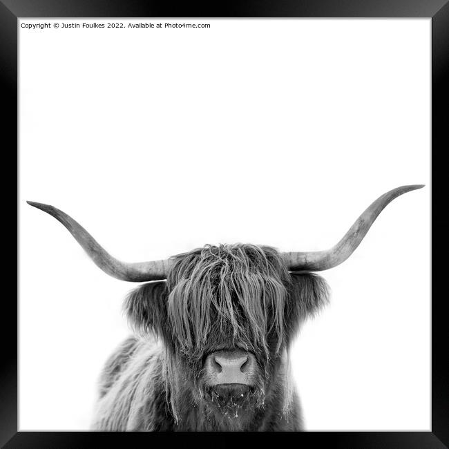 Highland cow in black and white Framed Print by Justin Foulkes