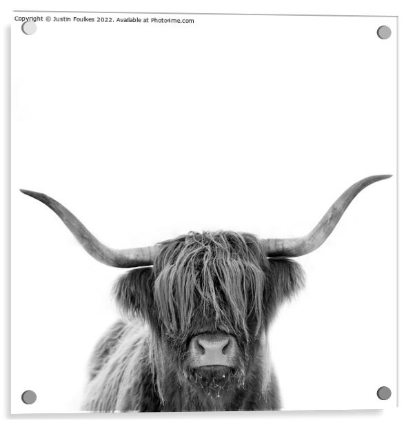 Highland cow in black and white Acrylic by Justin Foulkes