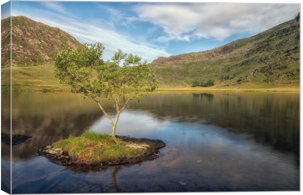 Cwmorthin tree Canvas Print by Rory Trappe
