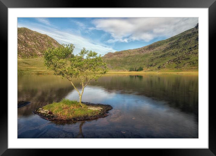 Cwmorthin tree Framed Mounted Print by Rory Trappe