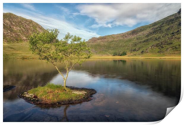 Cwmorthin tree Print by Rory Trappe