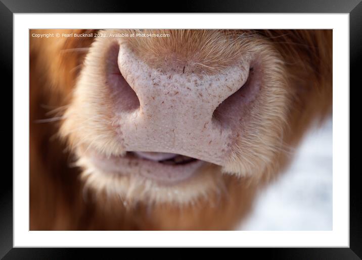 Highland Cow Nose Hairy Coo Framed Mounted Print by Pearl Bucknall
