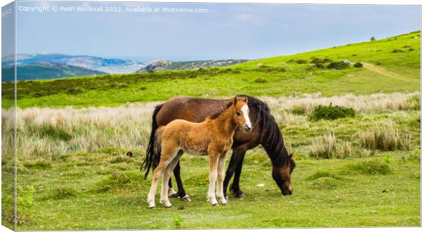 Welsh Mountain pony or Carneddau Ponies Outdoors Canvas Print by Pearl Bucknall