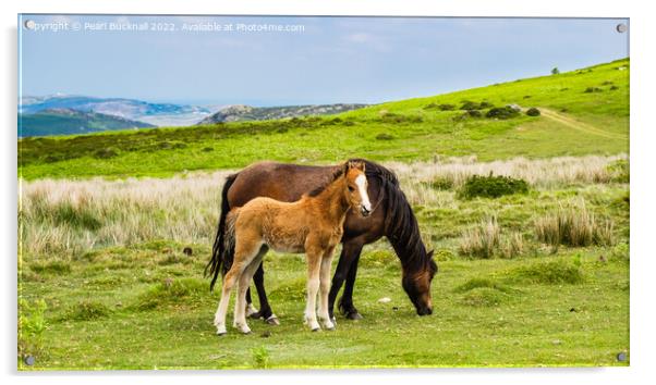 Welsh Mountain pony or Carneddau Ponies Outdoors Acrylic by Pearl Bucknall