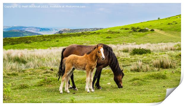 Welsh Mountain pony or Carneddau Ponies Outdoors Print by Pearl Bucknall