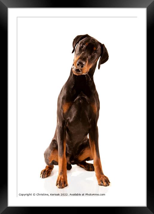 Dobermann dog sitting with head tilted Framed Mounted Print by Christine Kerioak