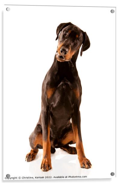 Dobermann dog sitting with head tilted Acrylic by Christine Kerioak