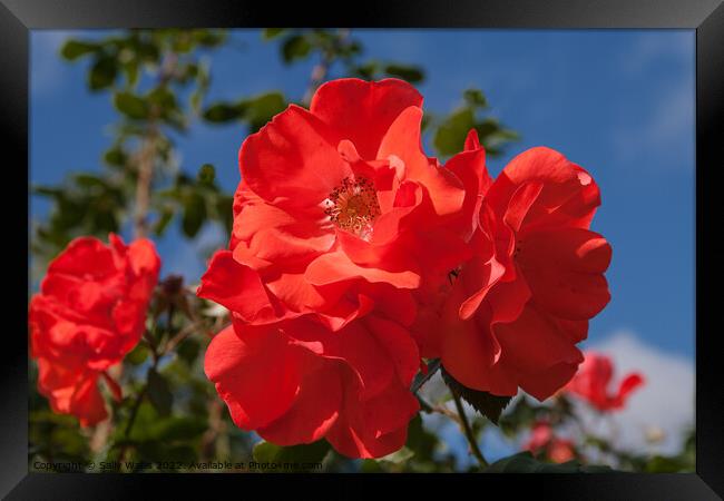 Bright red rose against dark blue sky Framed Print by Sally Wallis