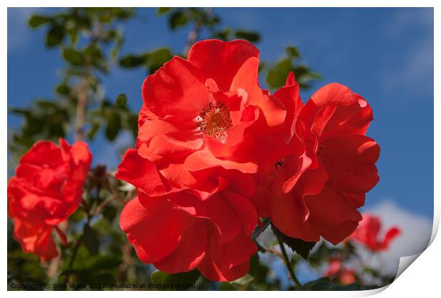 Bright red rose against dark blue sky Print by Sally Wallis