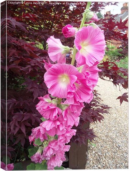 Hollyhock and Acer Canvas Print by Laura Jarvis