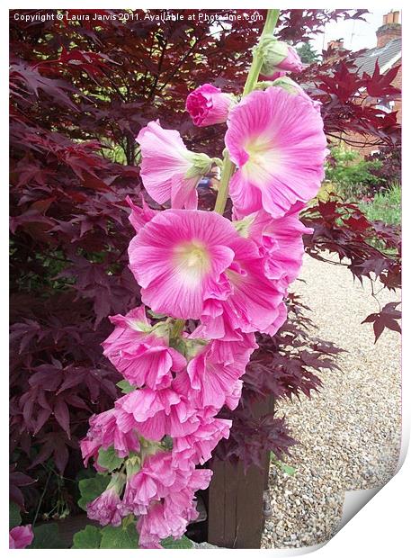 Hollyhock and Acer Print by Laura Jarvis