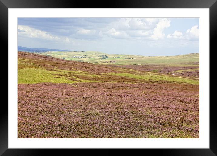 West Yorkshire moorland heather. Framed Mounted Print by David Birchall