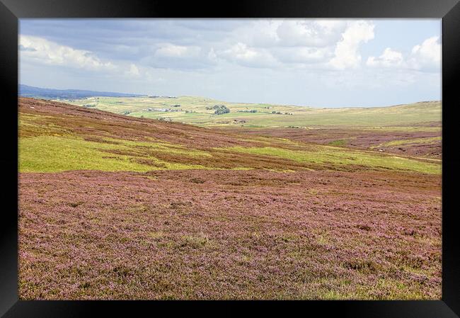 West Yorkshire moorland heather. Framed Print by David Birchall