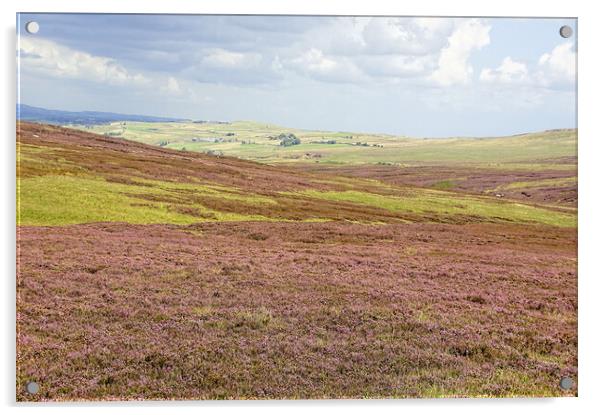 West Yorkshire moorland heather. Acrylic by David Birchall