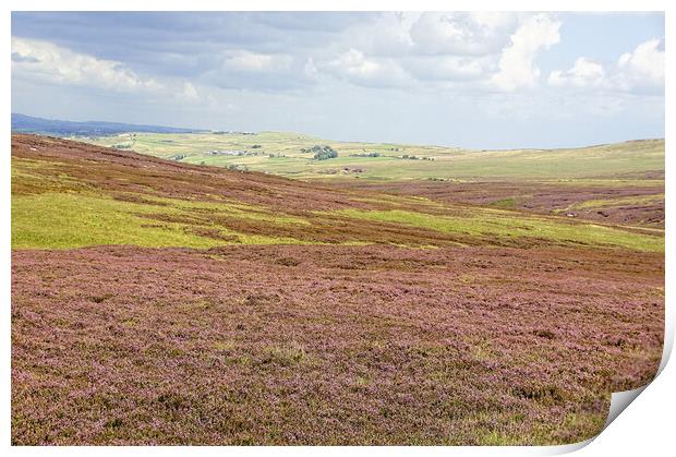 West Yorkshire moorland heather. Print by David Birchall