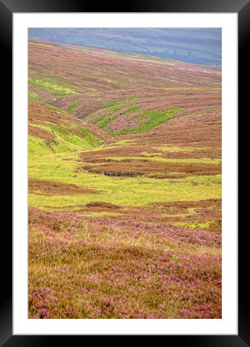 August heather in Calderdale. Framed Mounted Print by David Birchall