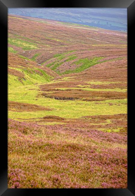 August heather in Calderdale. Framed Print by David Birchall