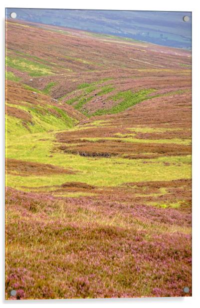 August heather in Calderdale. Acrylic by David Birchall