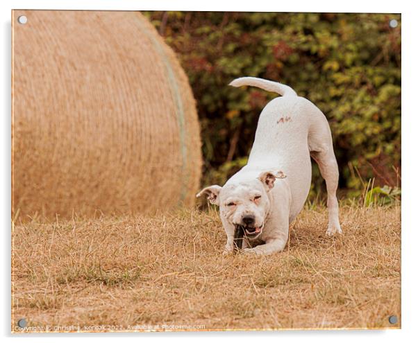 Staffordshire Bull Terrier playing Acrylic by Christine Kerioak