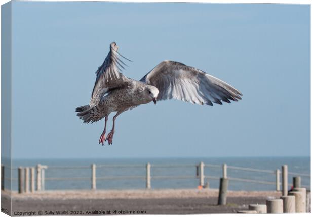 Herring-gull swooping down on a tidbit Canvas Print by Sally Wallis
