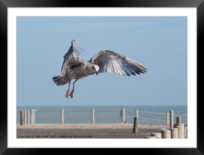 Herring-gull swooping down on a tidbit Framed Mounted Print by Sally Wallis