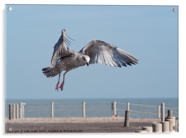 Herring-gull swooping down on a tidbit Acrylic by Sally Wallis