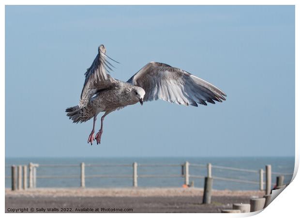 Herring-gull swooping down on a tidbit Print by Sally Wallis