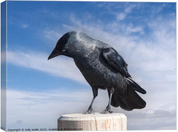 Jackdaw perched on a post Canvas Print by Sally Wallis