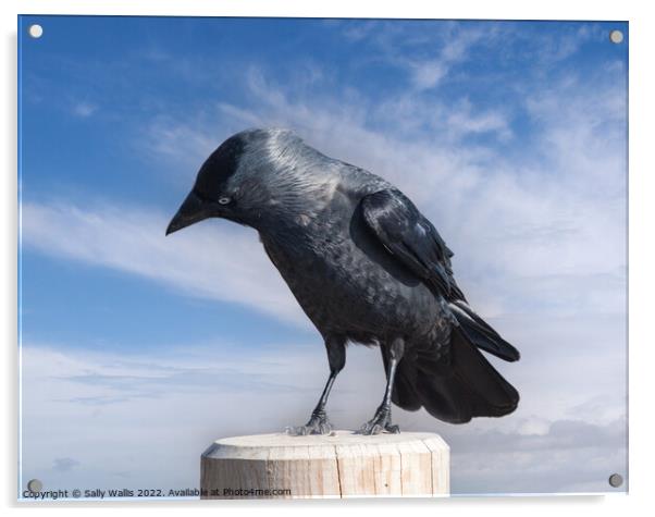 Jackdaw perched on a post Acrylic by Sally Wallis