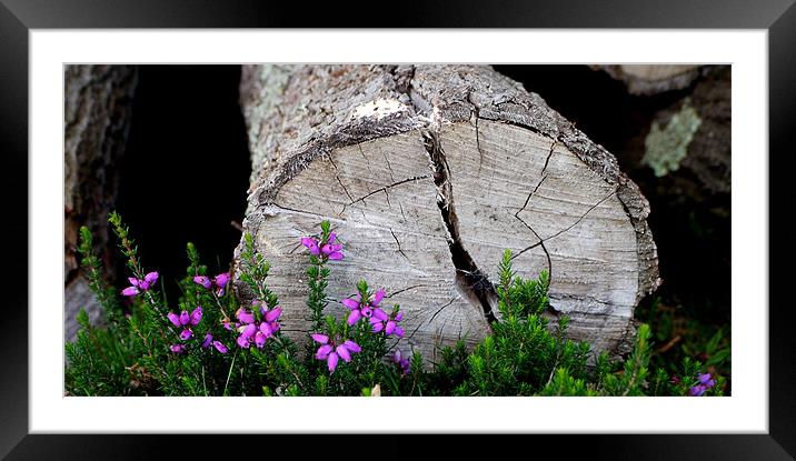 Nature Framed Mounted Print by Louise Godwin
